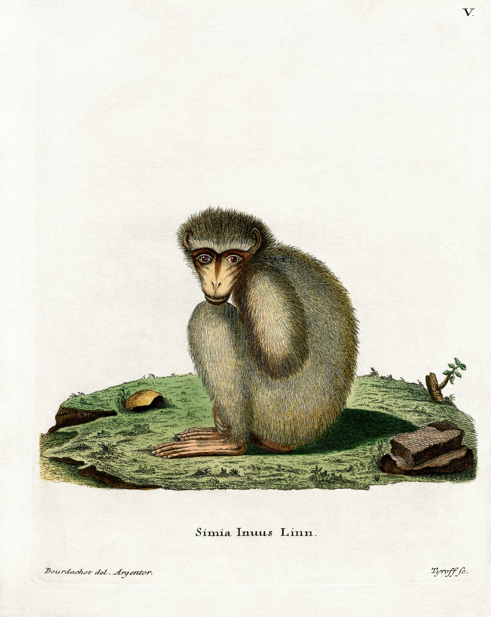 Barbary Ape (farget gravering) av German School