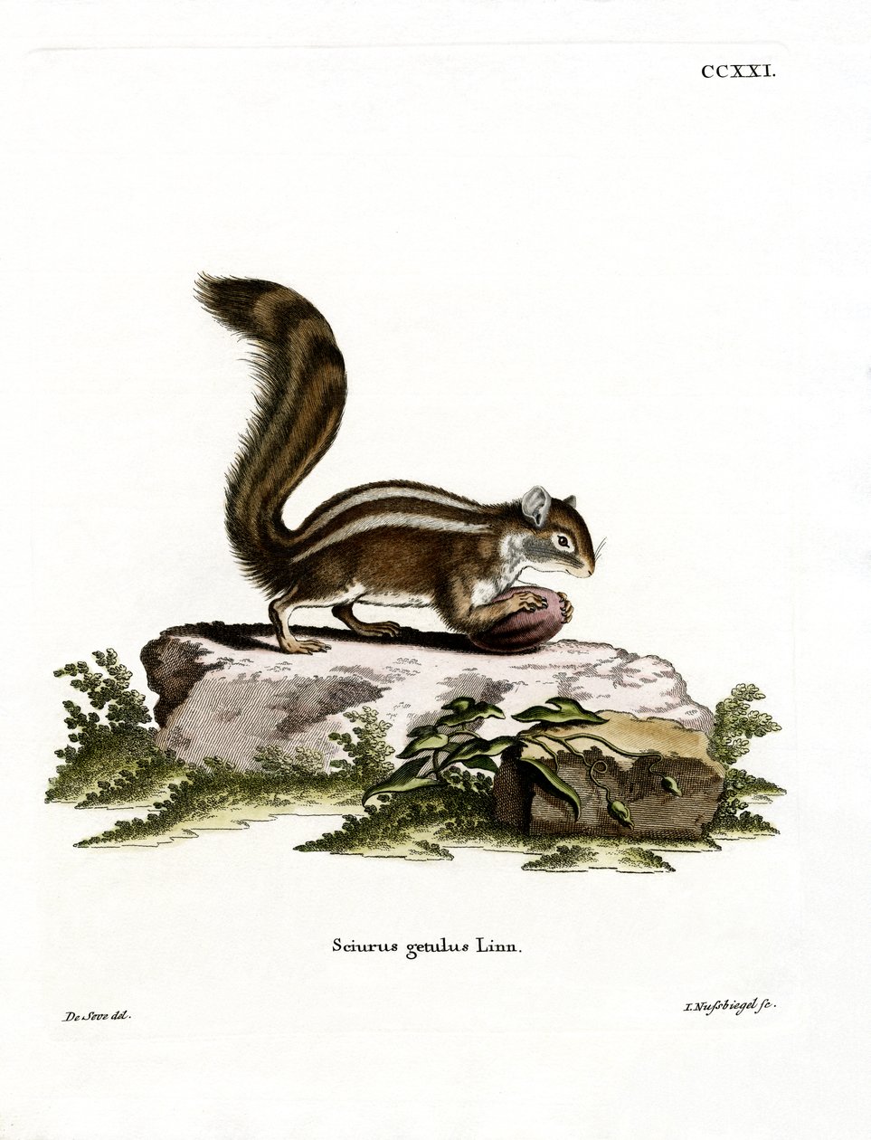 Barbary Ground Squirrel (farget gravering) av German School