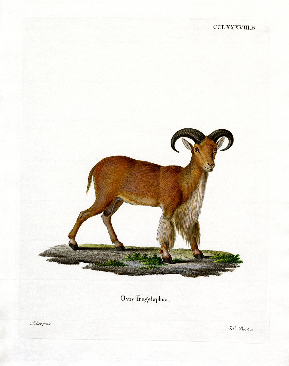 Barbary Sheep (farget gravering) av German School