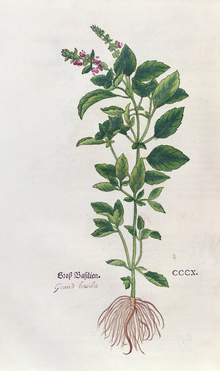Basilikum, en botanisk plate fra Herbarium av Leonhart Fuchs (1501-66), utgitt i Basel, 1543 av German School