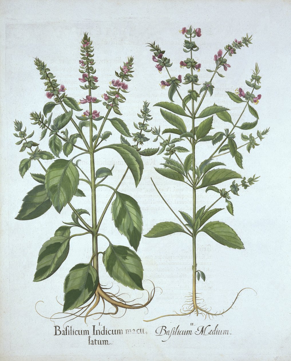 Basil, fra Hortus Eystettensis, av Basil Besler (1561-1629), pub. 1613 (håndfarget gravering) av German School