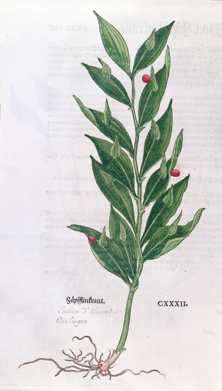 Baytree, illustrasjon for The Herbarium av Leonhart Fuchs (1501-66), utgitt i Basel, 1555 (fargegravering) av German School