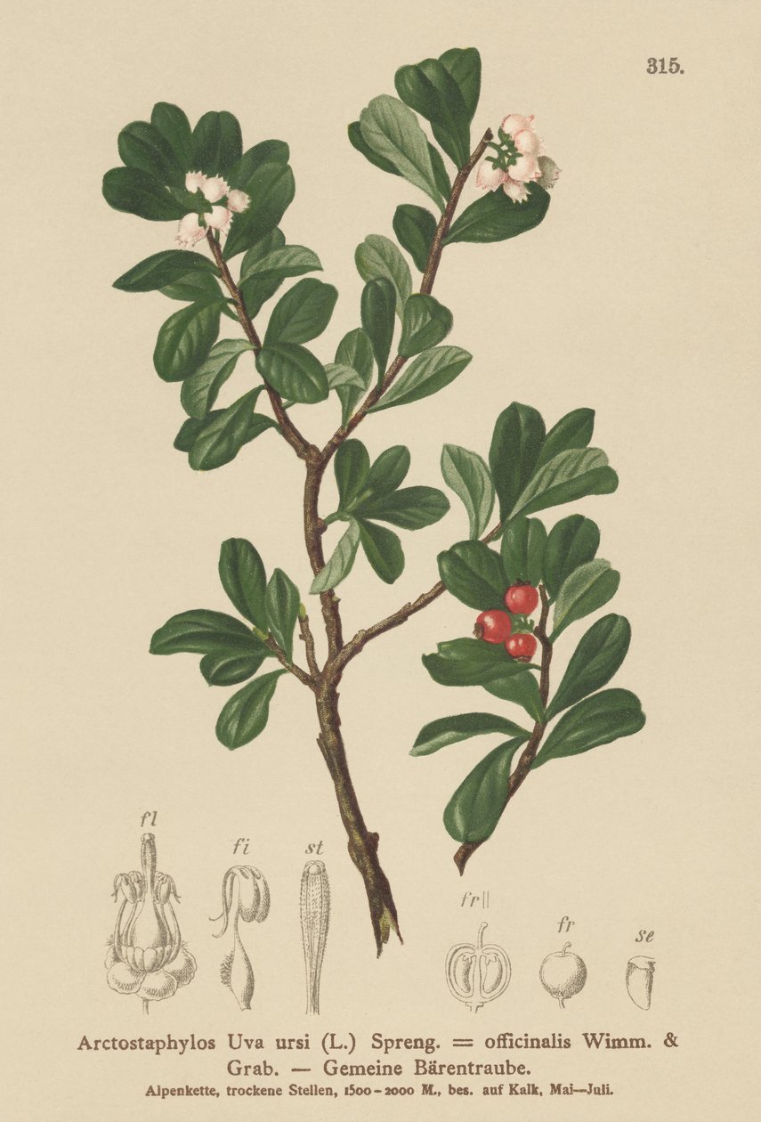 Bjørnebær (Arctostaphylos Uva ursi, Arctostaphylos officinalis) av German School