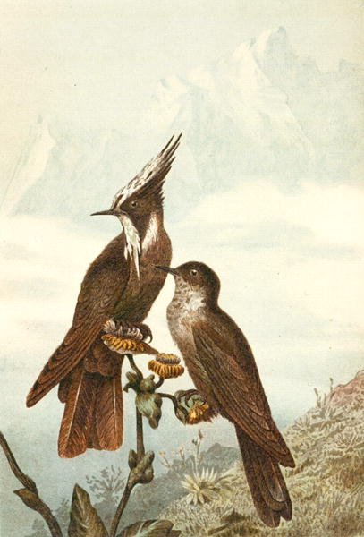 Bearded Helmet Crests, plate fra "Brehms Tierleben: Allgemeine Kunde des Tierreichs", bd. 4, s. 675, utgitt av Bibliographisches Institut av German School