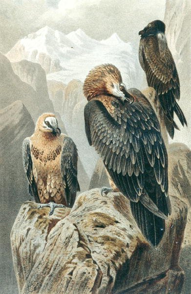 Bearded Vulture, plate fra "Brehms Tierleben: Allgemeine Kunde des Tierreichs", vol.6, s.415, utgitt av Bibliographisches Institut av German School