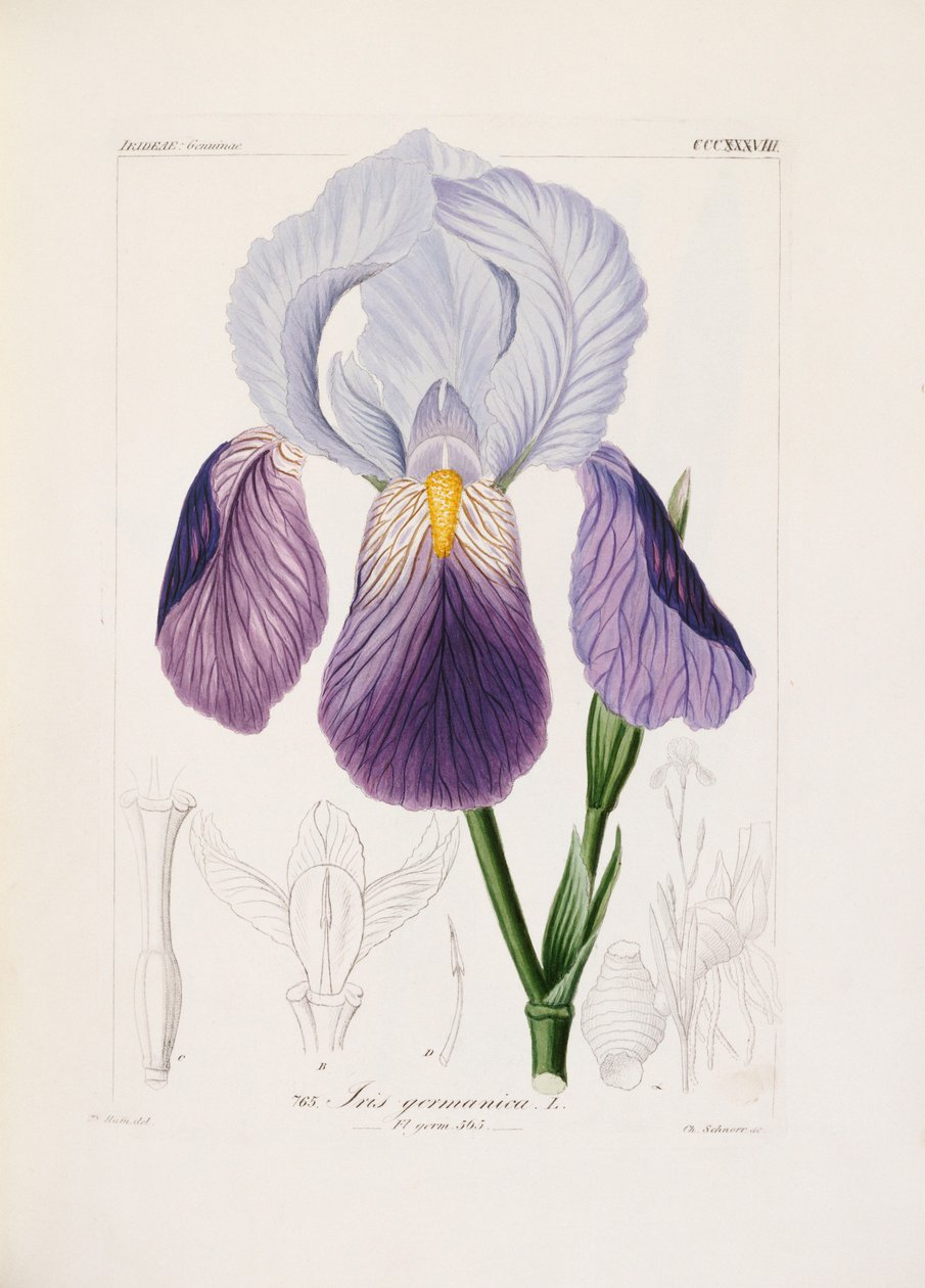 Skjegg iris, gravert av Ch. Schnorr (håndfarget litho) av German School