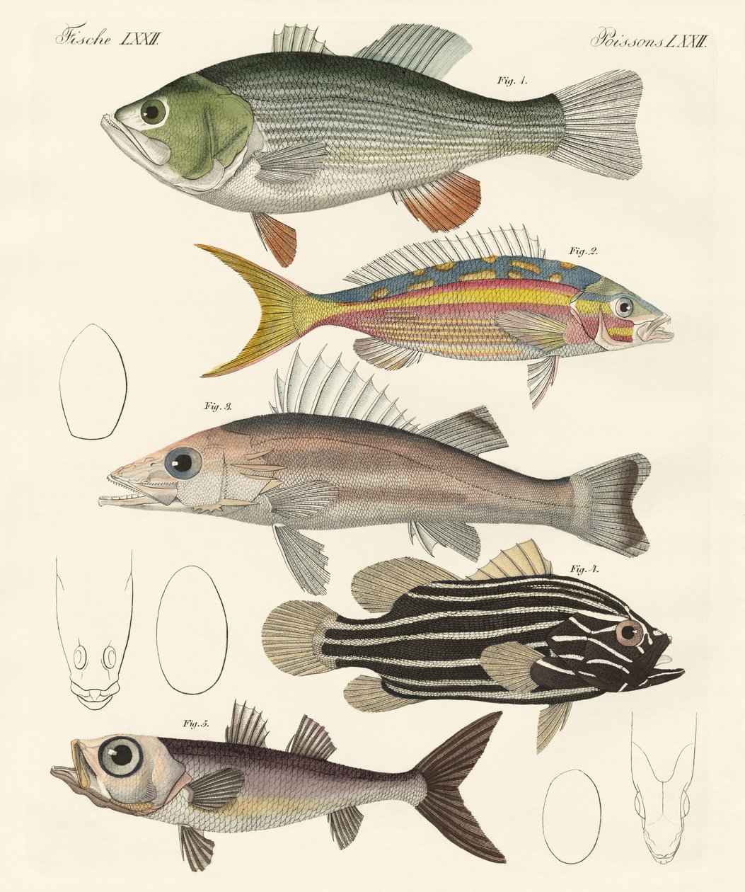 Vakker fisk (farget gravering) av German School