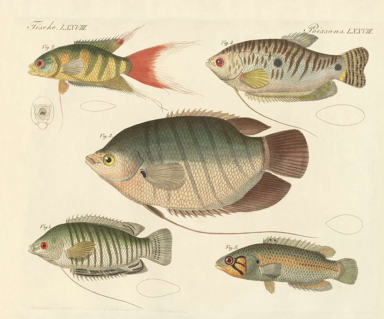 Vakker ny fisk (farget gravering) av German School