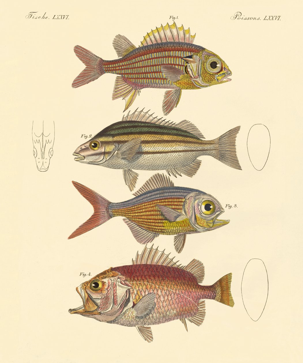 Vakker havabborlignende fisk (farget gravering) av German School