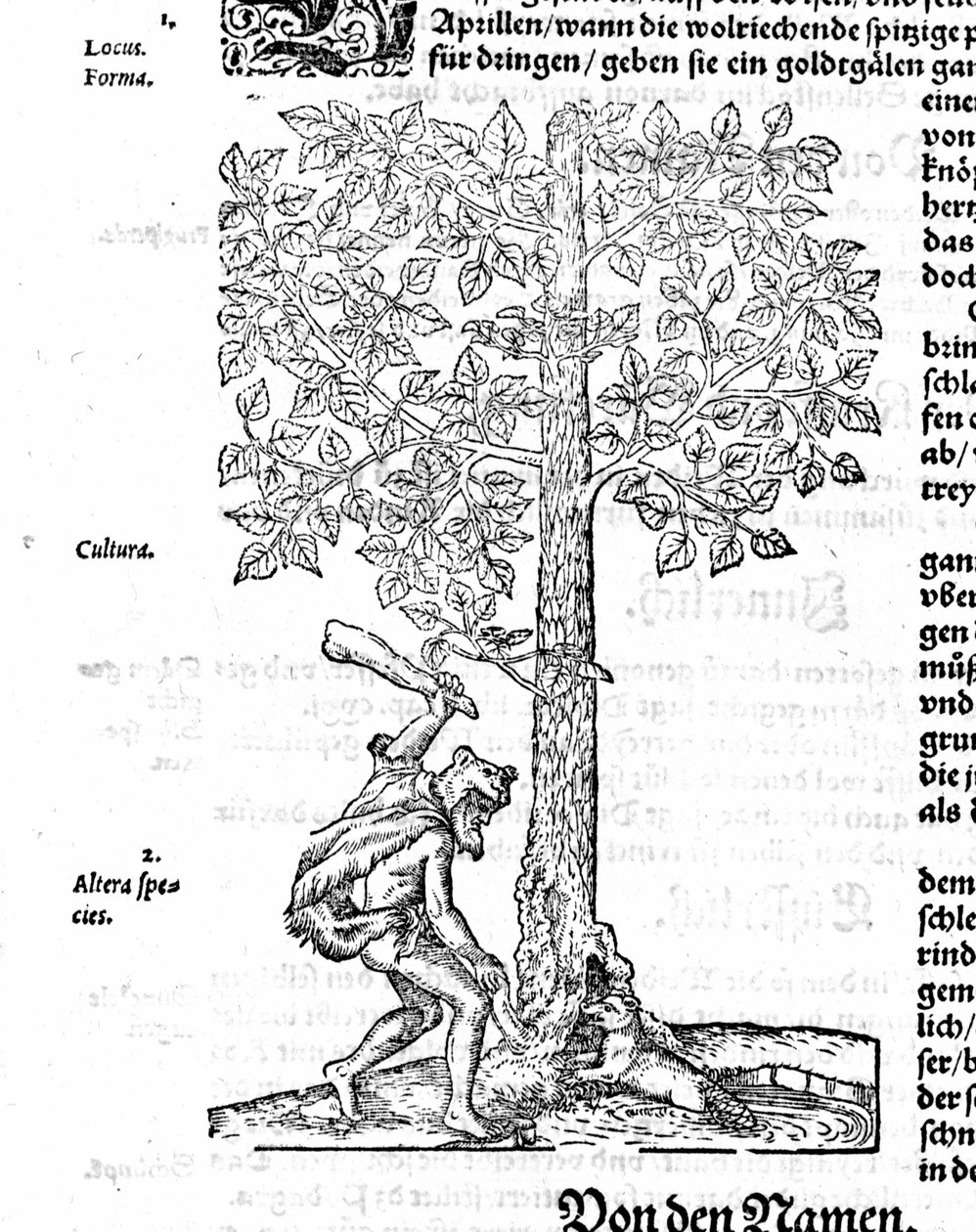 Bever Hunt - I "The Racism" av Jerome Bock. 1572 av German School
