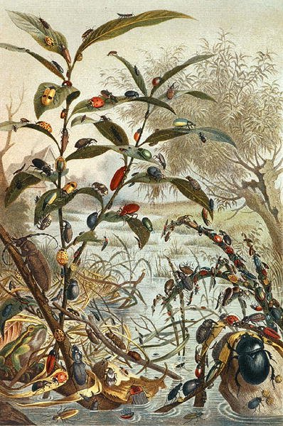 Biller under en flom, plate fra "Brehms Tierleben: Allgemeine Kunde des Tierreichs", vol.9, s.33, utgitt av Bibliographisches Institut av German School