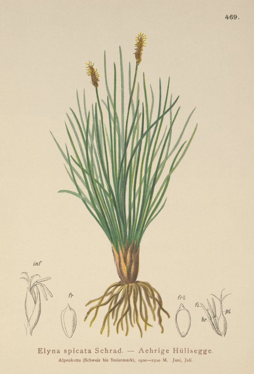 Bellardis myrhår (Kobresia myosuroides, Elyna myosuroides, Kobresia bellardii, Elyna bellardii, Elyna scirpina, Elyna spicata) av German School