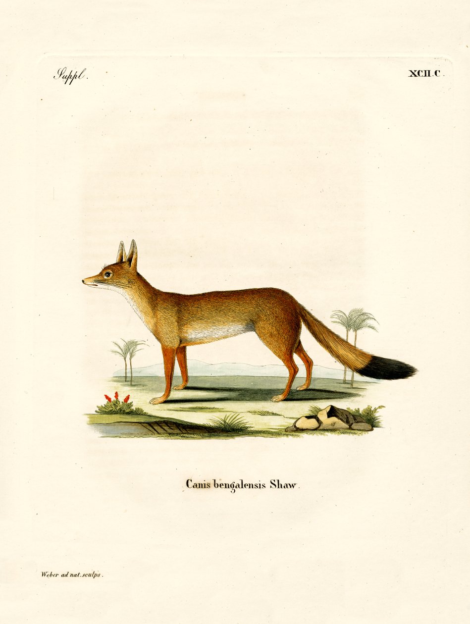 Bengal Fox (farget gravering) av German School