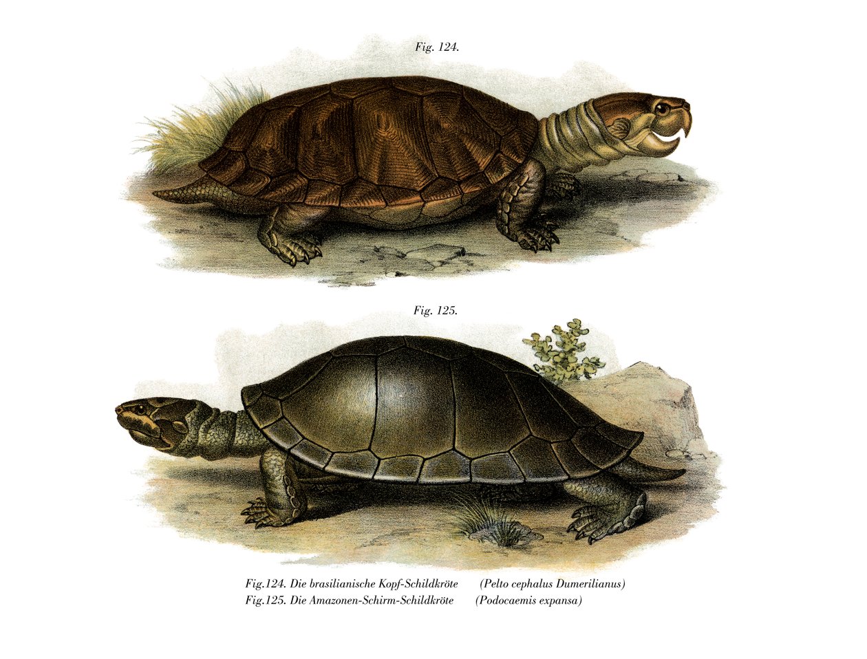 Storhodet Amazon River Turtle (farge litho) av German School