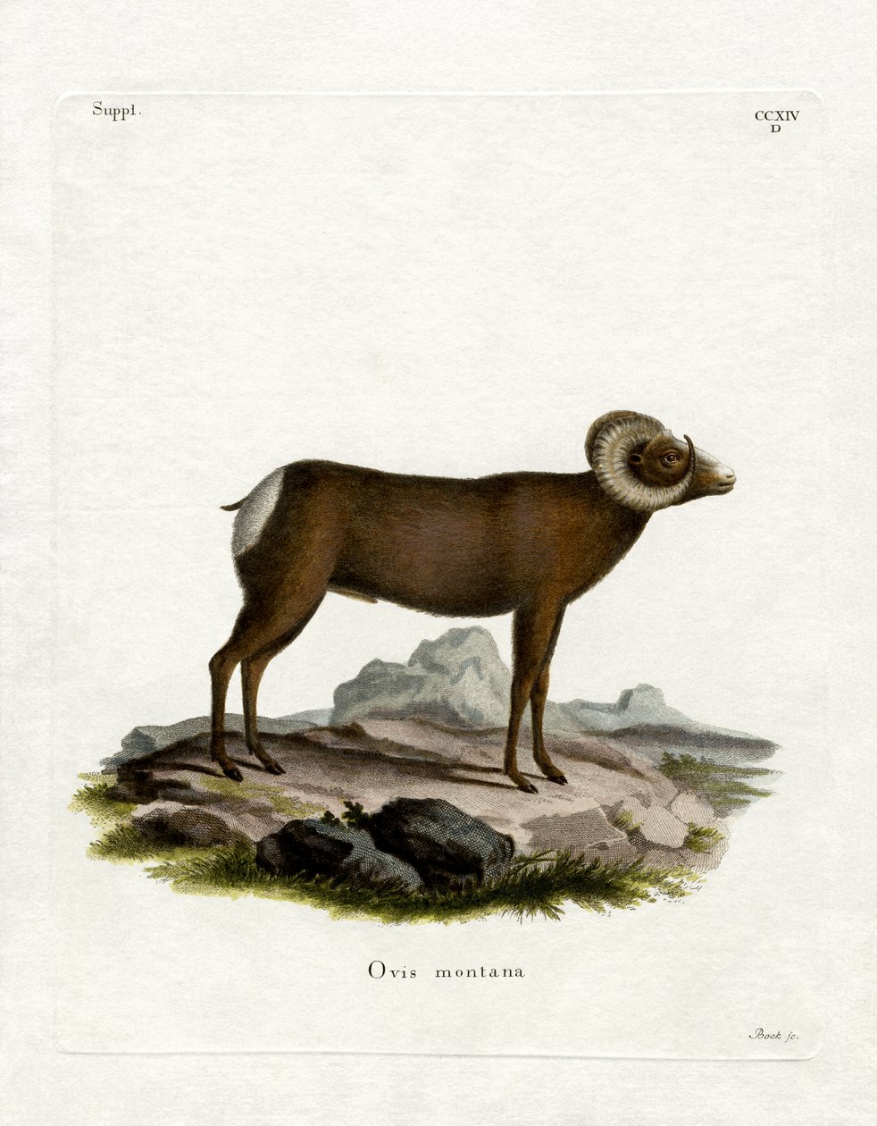 Bighorn Sheep (farget gravering) av German School