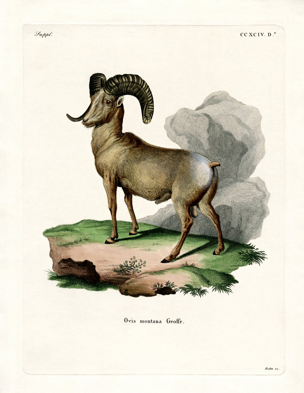 Bighorn Sheep (farget gravering) av German School