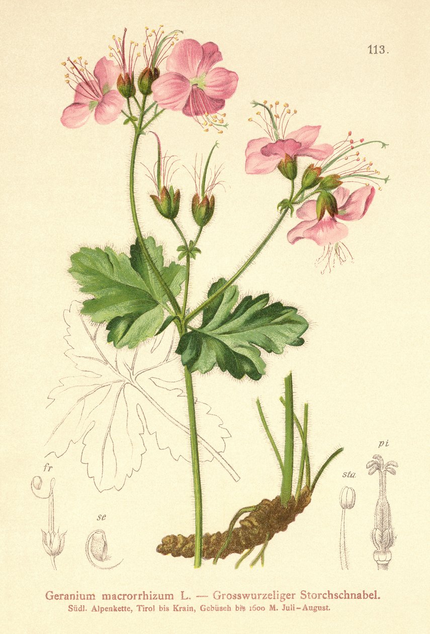 Bigroot Geranium (Geranium macrorrhizum) av German School
