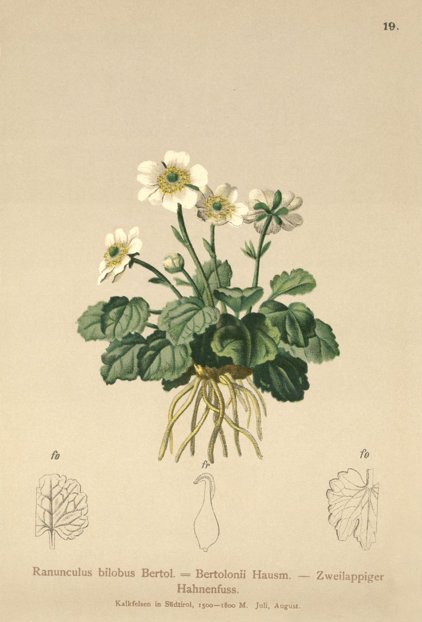 Smørblomst (Ranunculus bilobus, Ranunculus Bertolonii) av German School