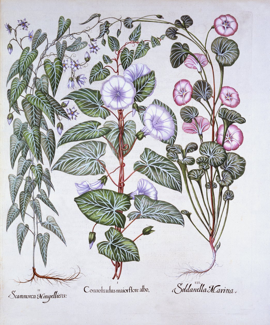 Bindweed, Dogs Bane and Sea Bindweed, fra Hortus Eystettensis, av Basil Besler (1561-1629), pub. 1613 (håndfarget gravering) av German School