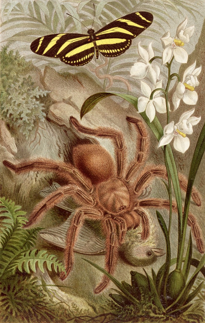 Fugleedderkopp, tallerken fra Brehms Dyreliv: Generell kunnskap om dyreriket, vol. 9, s.698, utgitt av Bibliographic Institute, 1892 av German School
