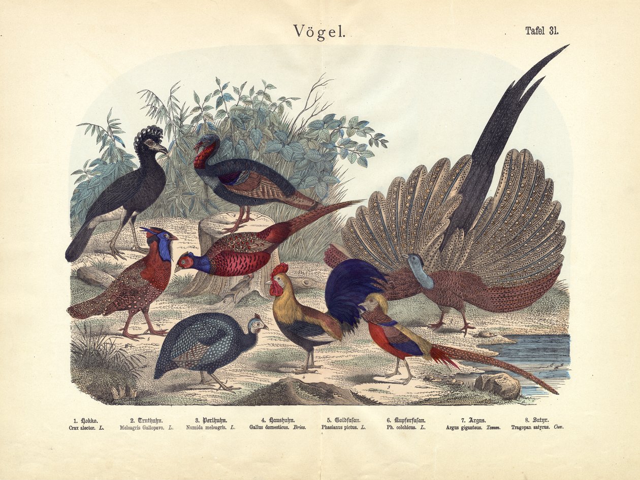 Fugler, ca. 1860 av German School