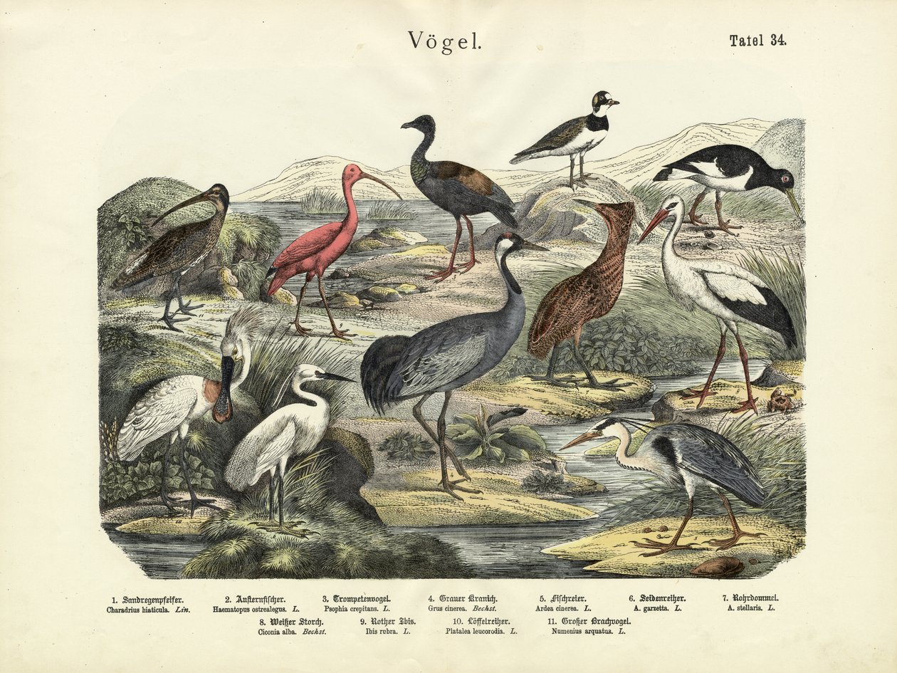 Fugler, ca. 1860 av German School