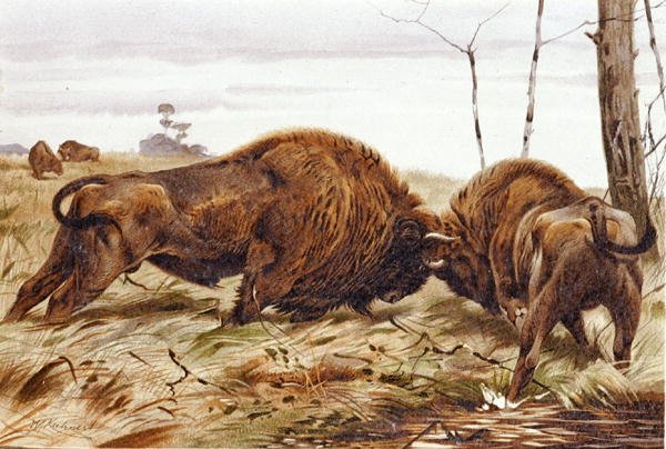 Bison, tallerken fra "Brehms Tierleben: Allgemeine Kunde des Tierreichs", vol. 3, s. 260, utgitt av Bibliographisches Institut av German School