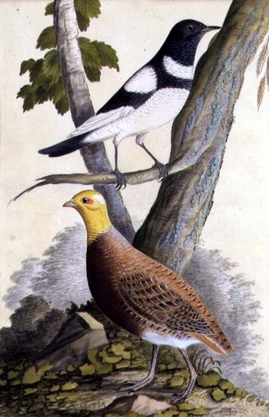 Svartstrupetrost (Turdus ruficollis) og rapphøne (Perdix perdix), ca. 1740 (akvarell på papir) av German School
