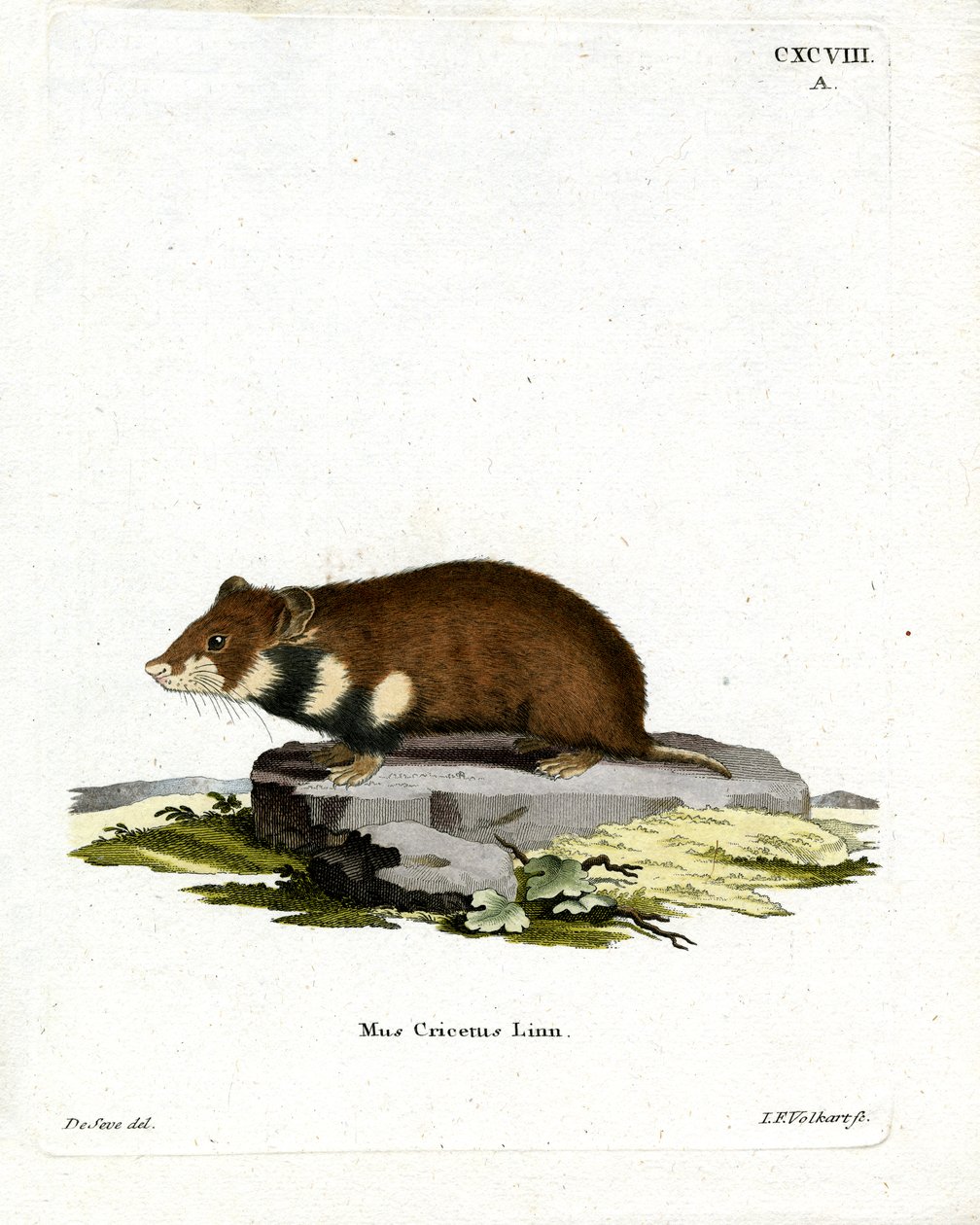 Svartmaget hamster (farget gravering) av German School