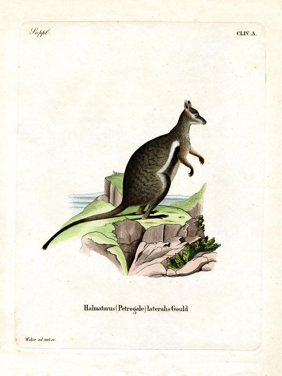 Black-footed Rock-wallaby (farget gravering) av German School