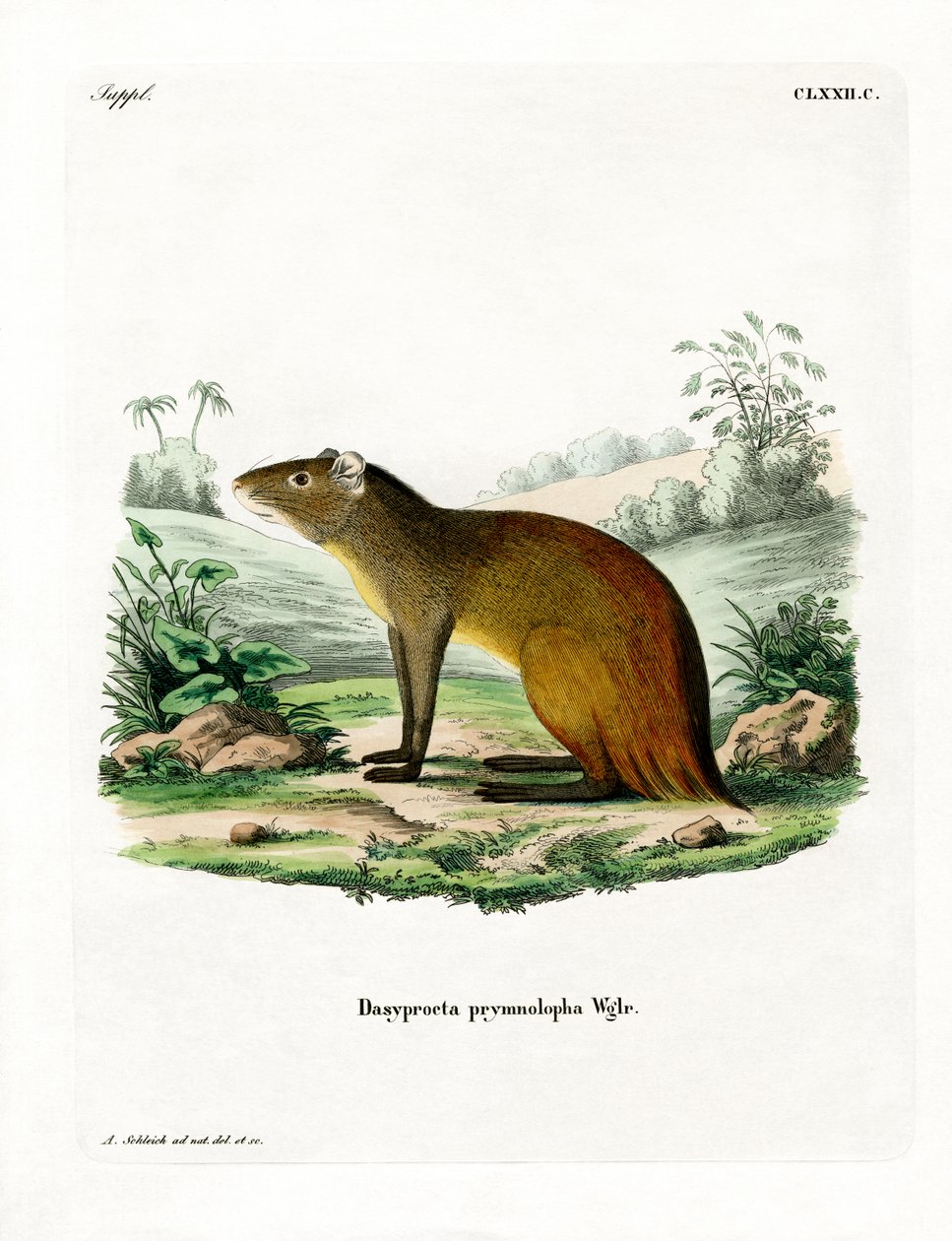 Black-rumped Agouti (farget gravering) av German School
