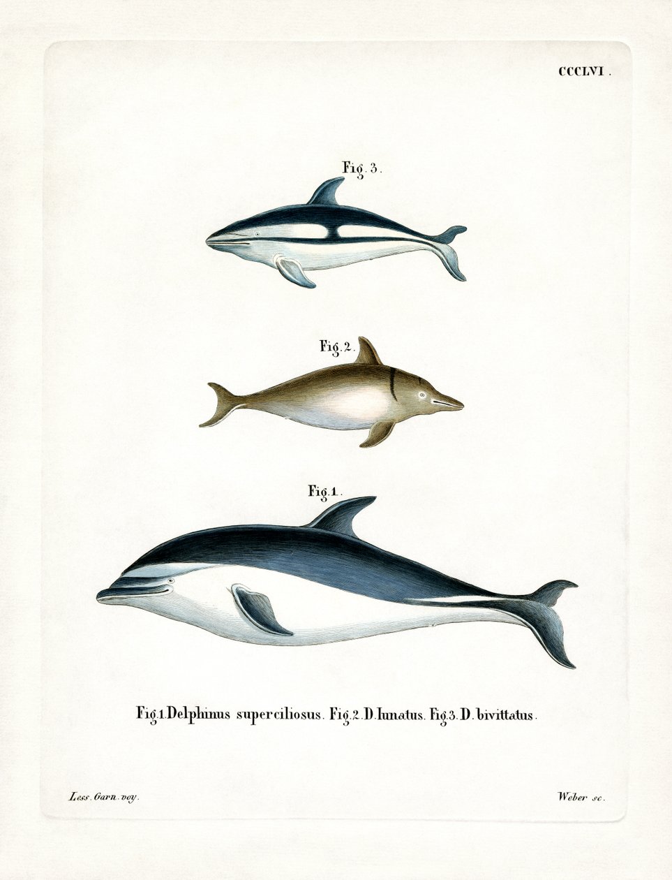Black Dolphin (farget gravering) av German School