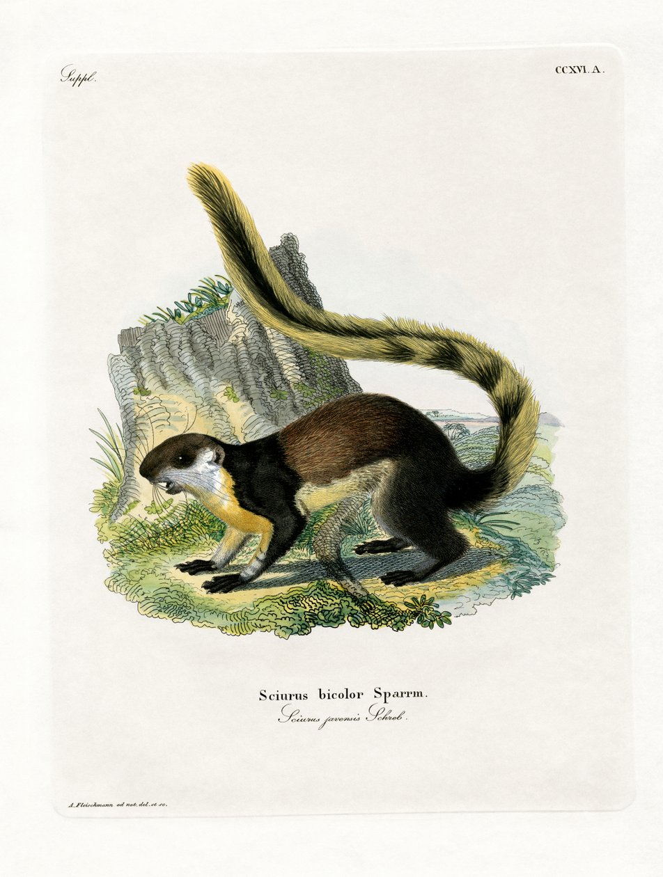 Black Giant Squirrel (farget gravering) av German School