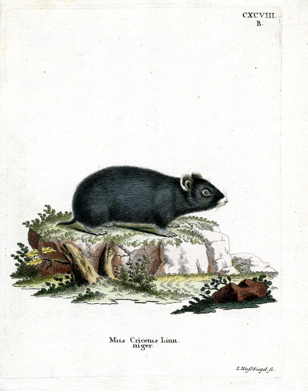 Svart hamster (farget gravering) av German School