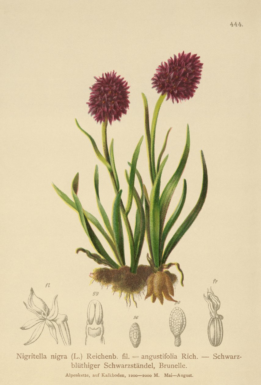 Svart vaniljeorkide (Nigritella nigra, Nigritella angustifolia) av German School