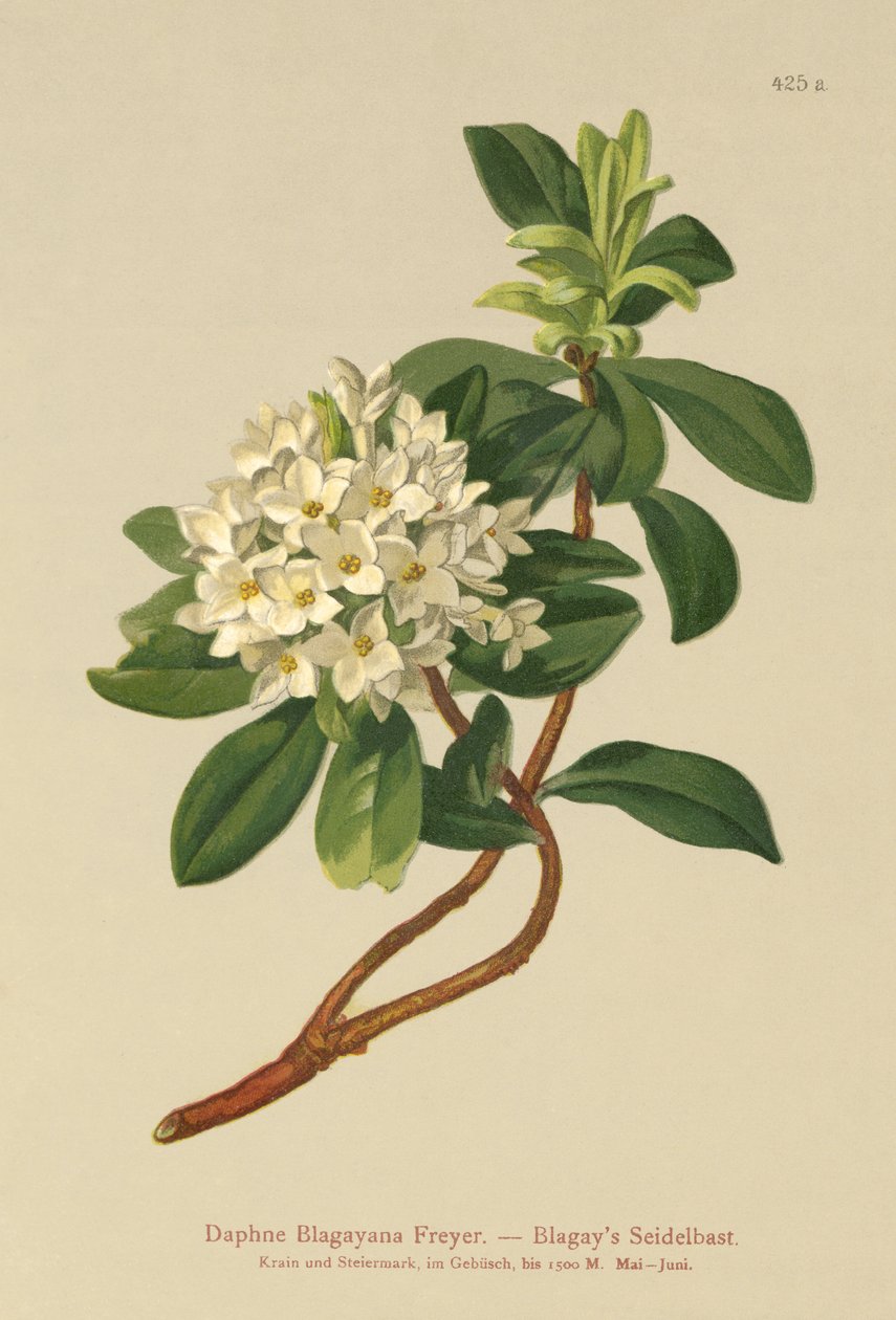 Blagays Daphne (Daphne Blagayana Freyer) av German School