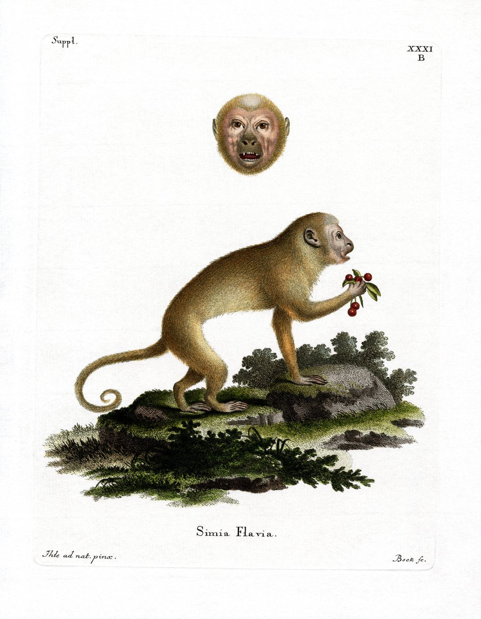 Blond Capuchin (farget gravering) av German School