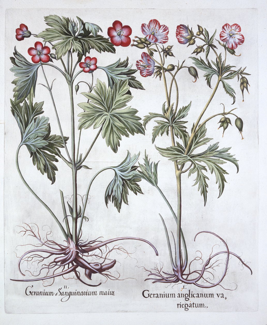 Bloody Cranesbill and Bigroot Cranesbill, fra Hortus Eystettensis, av Basil Besler (1561-1629), pub. 1613 (håndfarget gravering) av German School