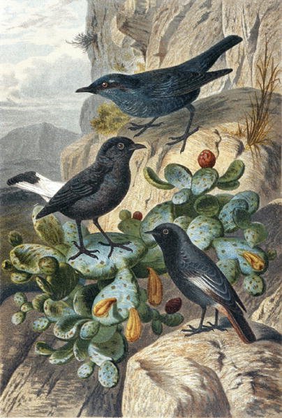 Blue Rock Thrush, Black Wheatear and Redtail, plate fra "Brehms Tierleben: Allgemeine Kunde des Tierreichs", bd. 4, s. 57, utgitt av Bibliographisches Institut av German School