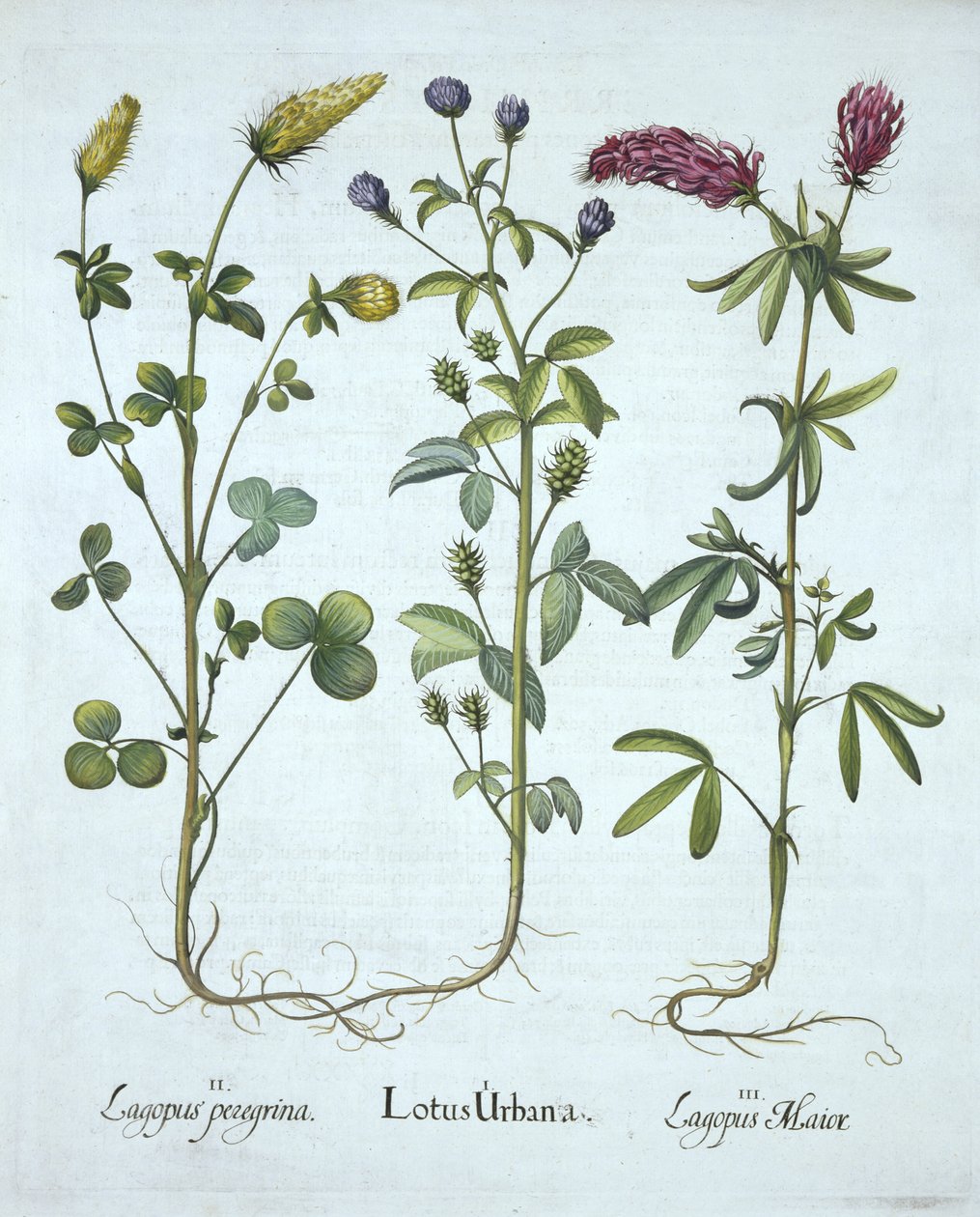 Blue Troginella, Yellow Clover, Red Wood Clover, fra Hortus Eystettensis, av Basil Besler (1561-1629) pub. 1613 (håndfarget gravering) av German School