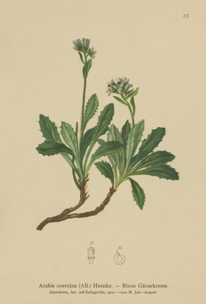 Blå veggkarse (Arabis caerulea, Arabis coerulea) av German School