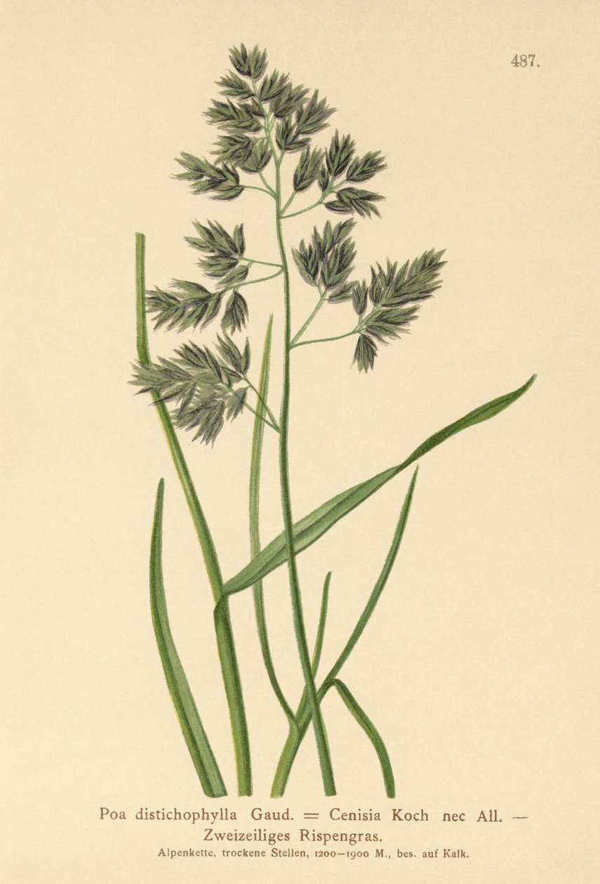 Blågress (Poa distichophylla, Poa Cenisia, Poa contracta, Poa fontqueri, Poa oreophila, Poa psychrophila) av German School