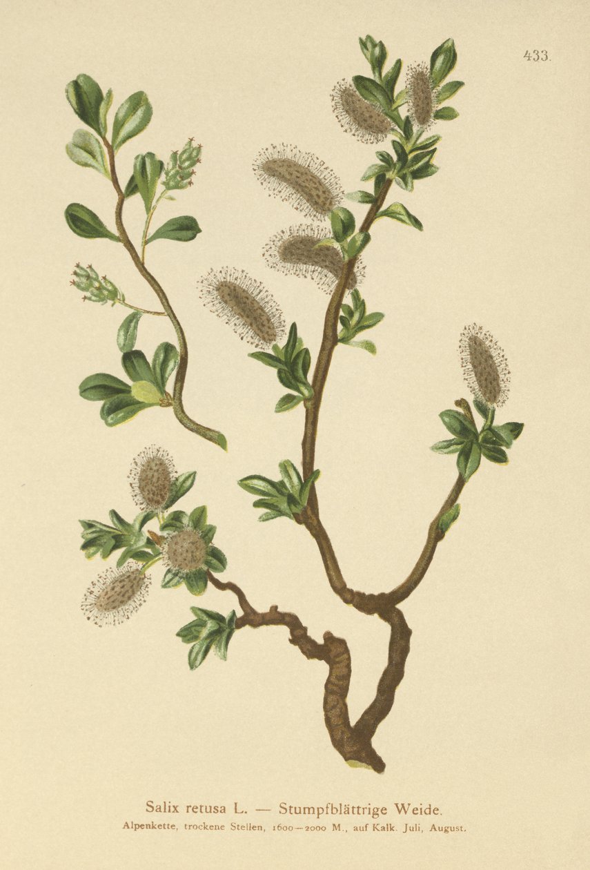 Bluntbladet pil (Salix retusa) av German School