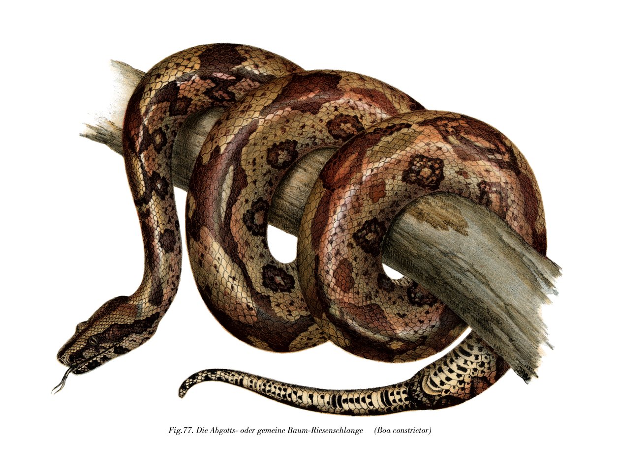 Boa constrictor (farge litho) av German School