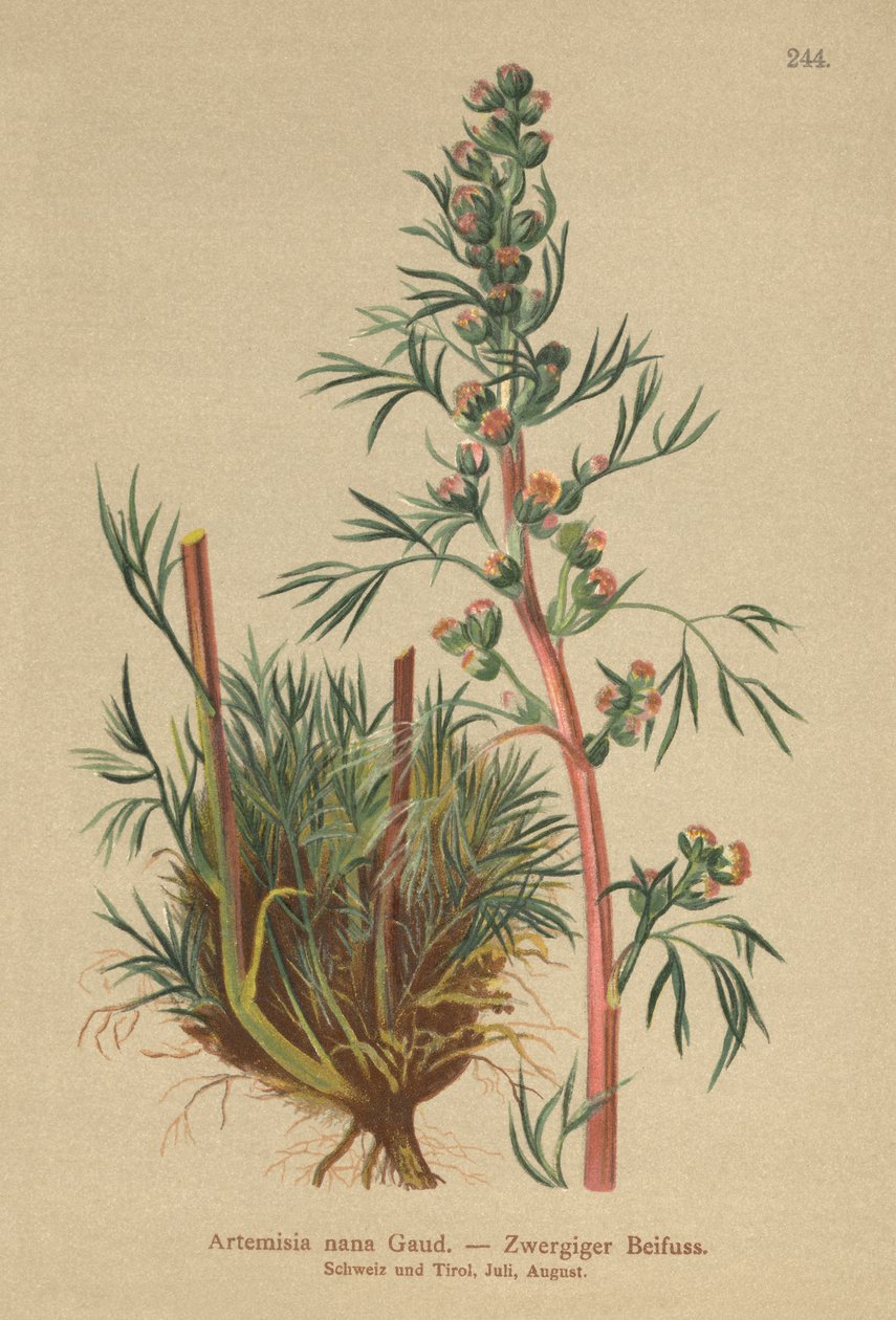 Boreal malurt (Artemisia nana, Artemisia borealis) av German School