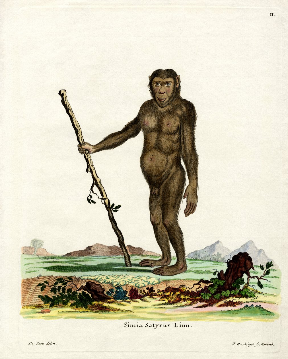 Bornean Orang-Outang (farget gravering) av German School