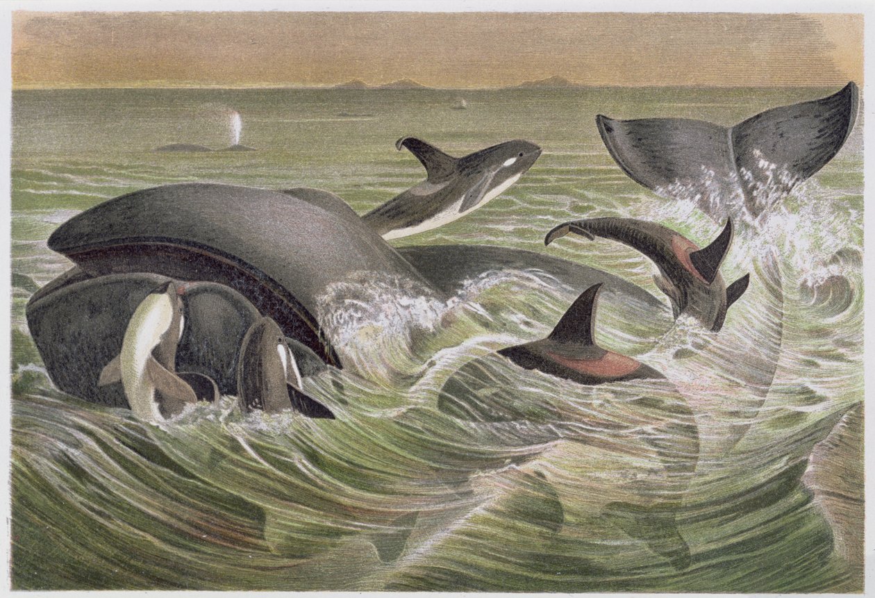 Grønland og spekkhoggere, plate fra Brehms Tierleben: Allgemeine Kunde des Tierreichs, vol. 3, s.600, utgitt av Bibliographic Institute, 1891 av German School