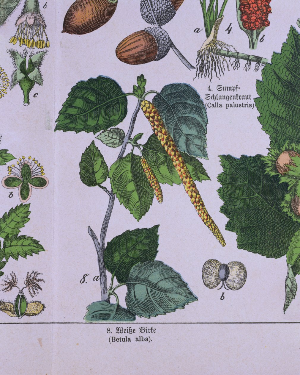 Branch of a Silver Birch Tree, fra en bok om Carolus Linnaeus klassifiseringssystem av G.H. av Schubert av German School