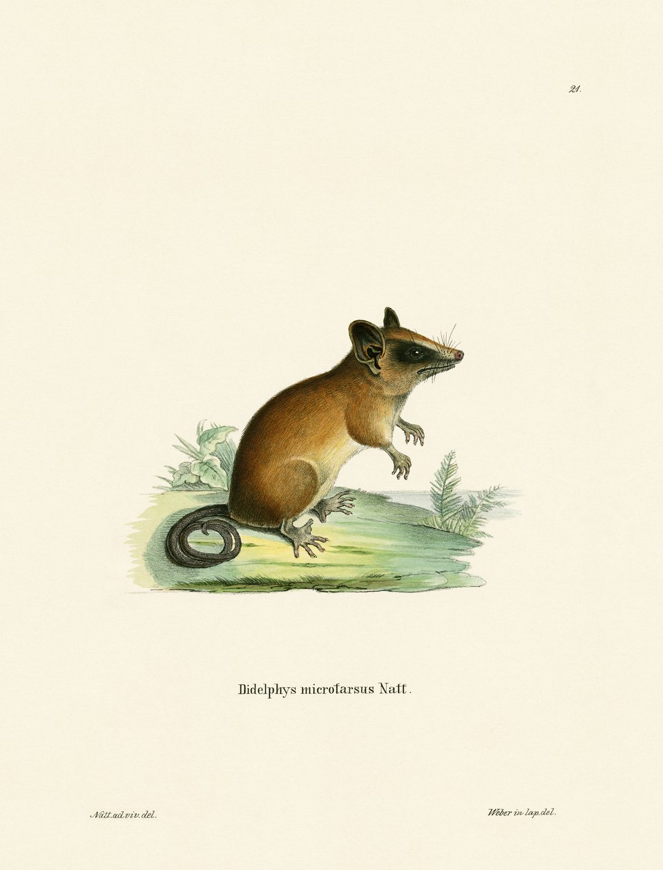 Brazilian Gracile Mouse Opossum (farget gravering) av German School