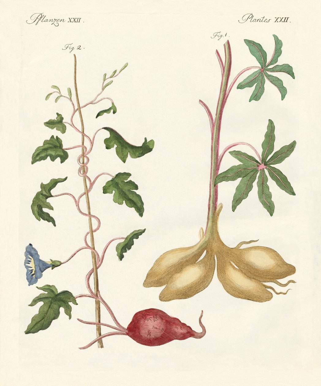 Brødplanter av German School